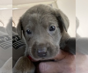 Labrador Retriever Puppy for sale in OSYKA, MS, USA