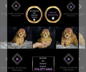 Medium Poodle (Toy)