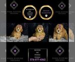 Puppy Blondie AKC Poodle (Toy)