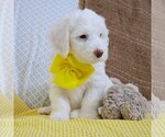 Small Photo #2 Poodle (Miniature)-Sheepadoodle Mix Puppy For Sale in SHIPSHEWANA, IN, USA