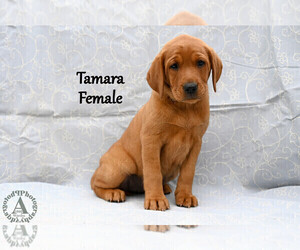 Medium Labrador Retriever