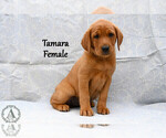Puppy Tamara Labrador Retriever