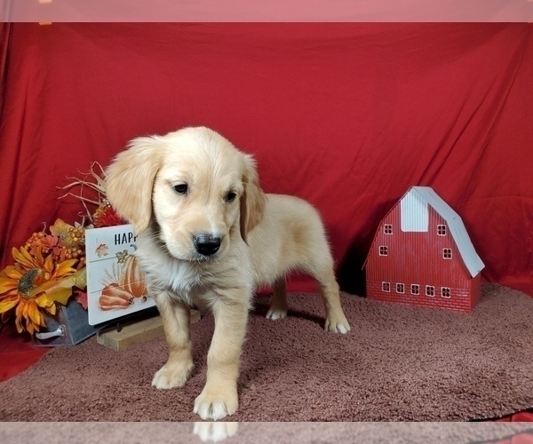 Medium Photo #52 Golden Retriever Puppy For Sale in FALCON, CO, USA