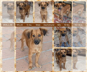 Dachshund-Unknown Mix Dogs for adoption in Mesa, AZ, USA