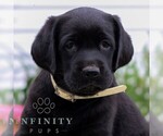 Small #2 Labrador Retriever