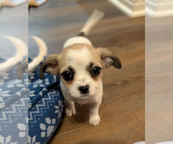 Medium Photo #2 Chihuahua Puppy For Sale in The Woodlands, TX, USA
