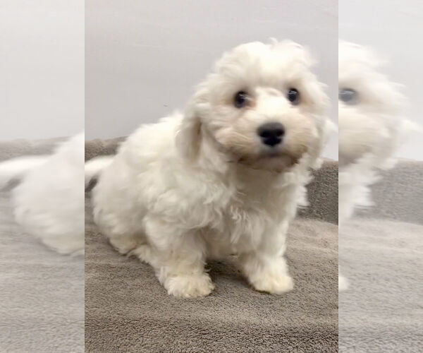 Medium Photo #3 Bichon Frise Puppy For Sale in Lincolnwood, IL, USA