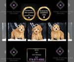 Puppy AKC Bean Poodle (Miniature)