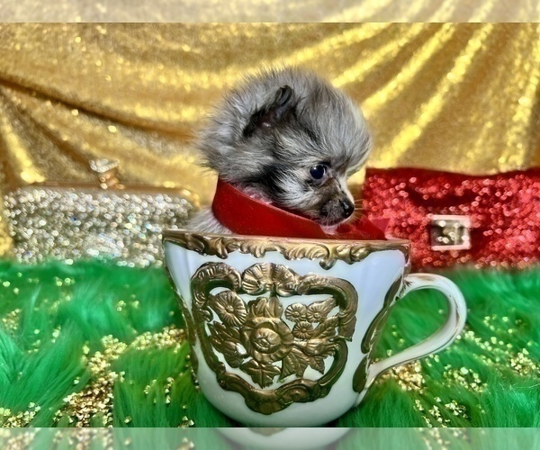 Medium Photo #11 Pomeranian Puppy For Sale in HAYWARD, CA, USA