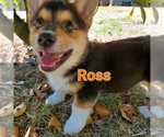 Puppy Ross Pembroke Welsh Corgi