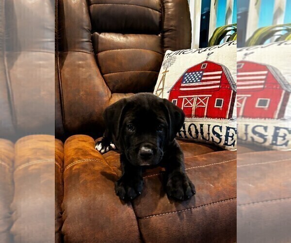 Medium Photo #40 Cane Corso Puppy For Sale in REEVESVILLE, SC, USA