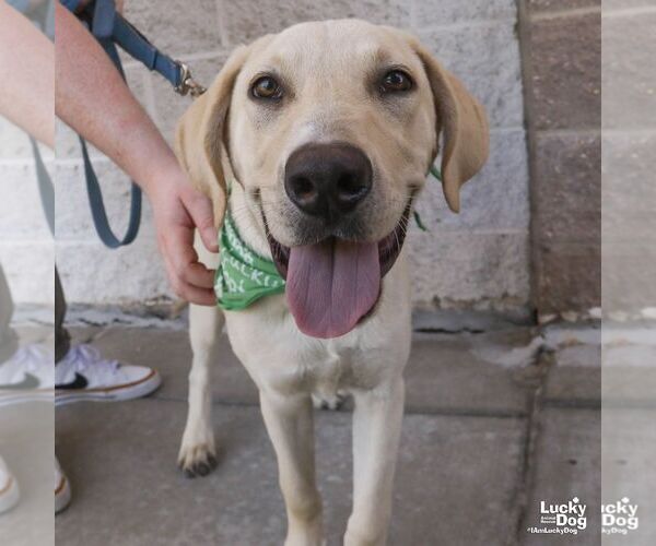 Medium Photo #4 Labrador Retriever-Retriever  Mix Puppy For Sale in Washington, DC, USA