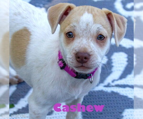 Medium Photo #9 Chihuahua-Unknown Mix Puppy For Sale in Boonton, NJ, USA