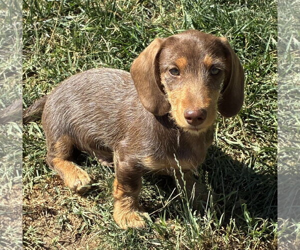 Medium Photo #4 Dachshund Puppy For Sale in Hesperia, CA, USA