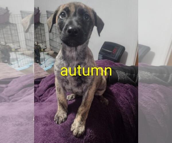 Medium Photo #2 German Shepherd Dog-Unknown Mix Puppy For Sale in Incline Village, NV, USA