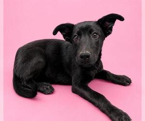 Labrador Retriever-Unknown Mix Dogs for adoption in HESPERIA, CA, USA