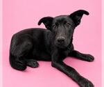 Small Labrador Retriever Mix