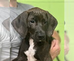 Small #2 Mutt