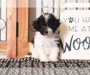 Maltipoo Puppy for sale in NAPLES, FL, USA