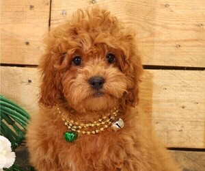 Cavapoo Puppy for Sale in JONES, Michigan USA