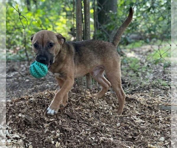 Medium Photo #15 Mutt Puppy For Sale in New York, NY, USA