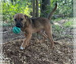 Small #14 Mutt