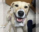 Small #15 American Pit Bull Terrier Mix