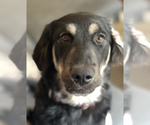 Golden Retriever-Huskies Mix Dogs for adoption in Brooklyn, NY, USA