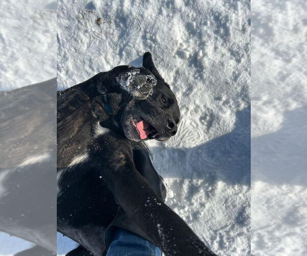 Medium Photo #2 Mutt Puppy For Sale in Pierceton , IN, USA