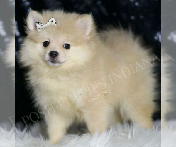 Medium Photo #81 Pomeranian Puppy For Sale in WARSAW, IN, USA