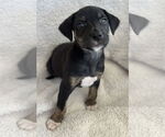 Small #3 Boxador