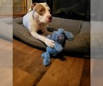 Small Photo #1 American Pit Bull Terrier-Unknown Mix Puppy For Sale in Euless, TX, USA
