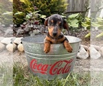 Small #3 Dachshund