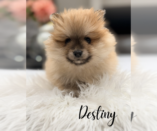 Medium Photo #1 Pomeranian Puppy For Sale in ADDISON, IL, USA