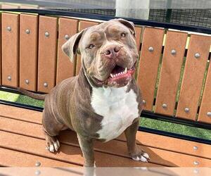 American Pit Bull Terrier Dogs for adoption in Orange, CA, USA