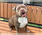 Small American Pit Bull Terrier