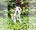 Small Mutt