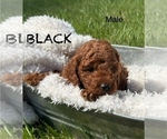 Puppy Curly Dark Boy Goldendoodle (Miniature)