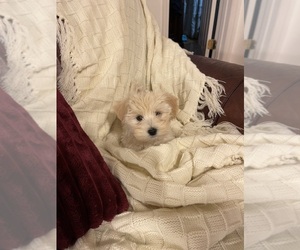 Maltipoo (Miniature) Puppy for sale in CLEVELAND, TN, USA