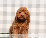 Small Cavapoo