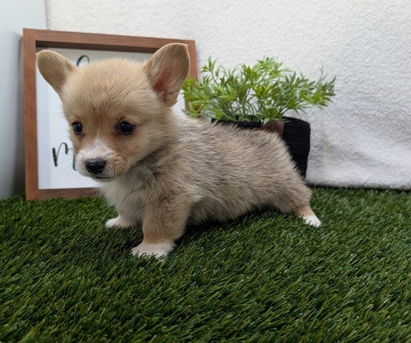 Medium Photo #8 Pembroke Welsh Corgi Puppy For Sale in GOSHEN, IN, USA