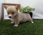 Small #7 Pembroke Welsh Corgi