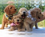 Small Photo #19 Goldendoodle Puppy For Sale in TIMBERLAKE, NC, USA