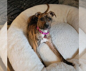 Wini - Female Mutt Dog for Adoption - Photo #7