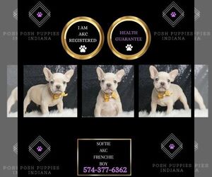 French Bulldog Puppy for sale in WARSAW, IN, USA