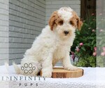 Small #1 Goldendoodle (Miniature)