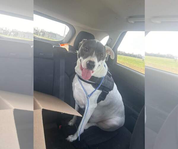 Medium Photo #4 American Staffordshire Terrier-Unknown Mix Puppy For Sale in Overland Park, KS, USA