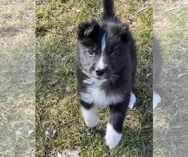 Medium Photo #5 Carolina Dog Puppy For Sale in Highland, IL, USA