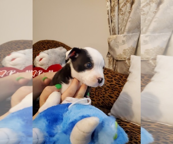 Medium Photo #4 French Bulldog-Mini Australian Shepterrier Mix Puppy For Sale in JACKSONVILLE, FL, USA