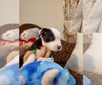 Small Photo #4 French Bulldog-Mini Australian Shepterrier Mix Puppy For Sale in JACKSONVILLE, FL, USA